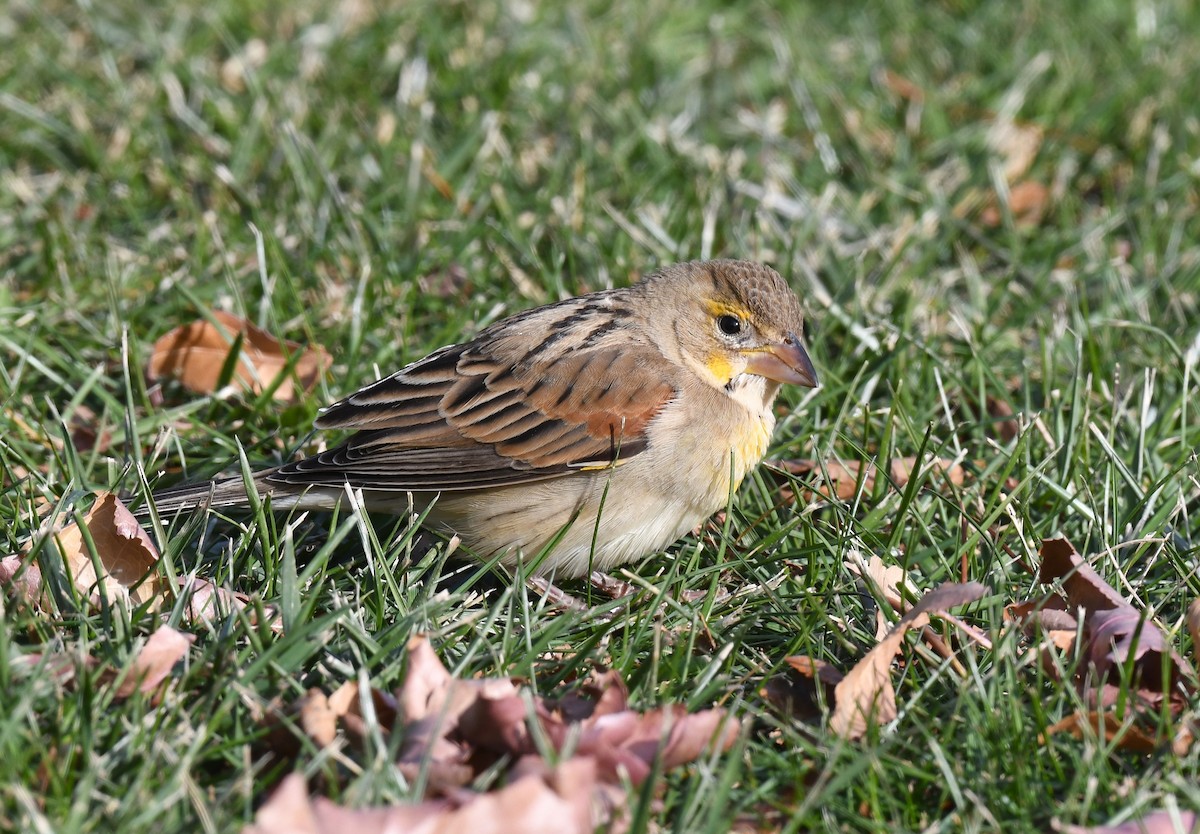 Dickcissel - ML646613122
