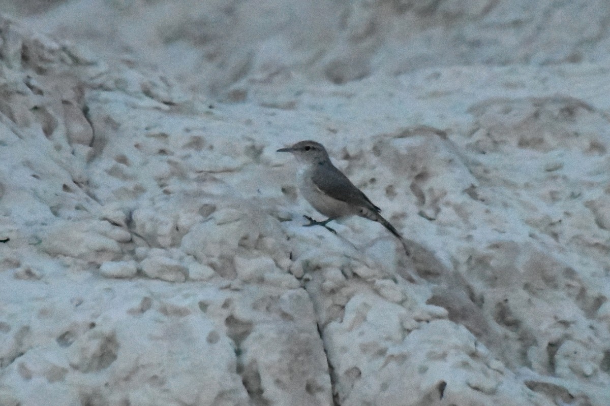 Rock Wren - ML646613123