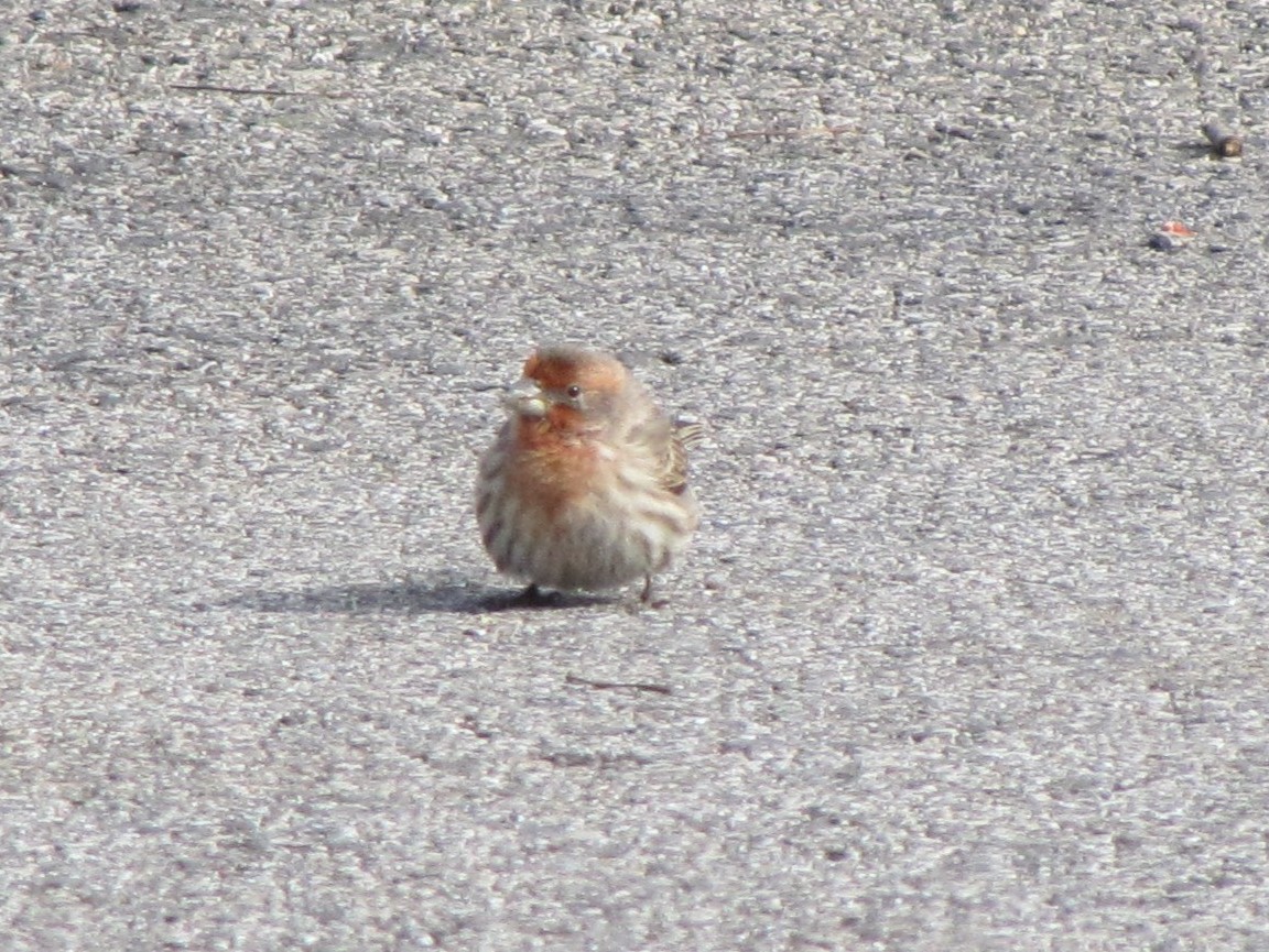 House Finch - ML646613124