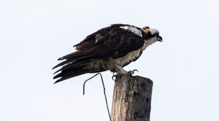 שלך - ML646613125