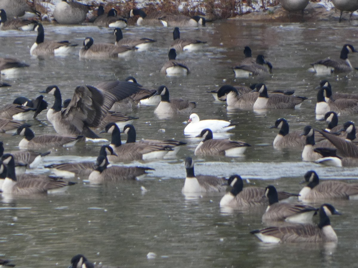Ross's Goose - ML646613126