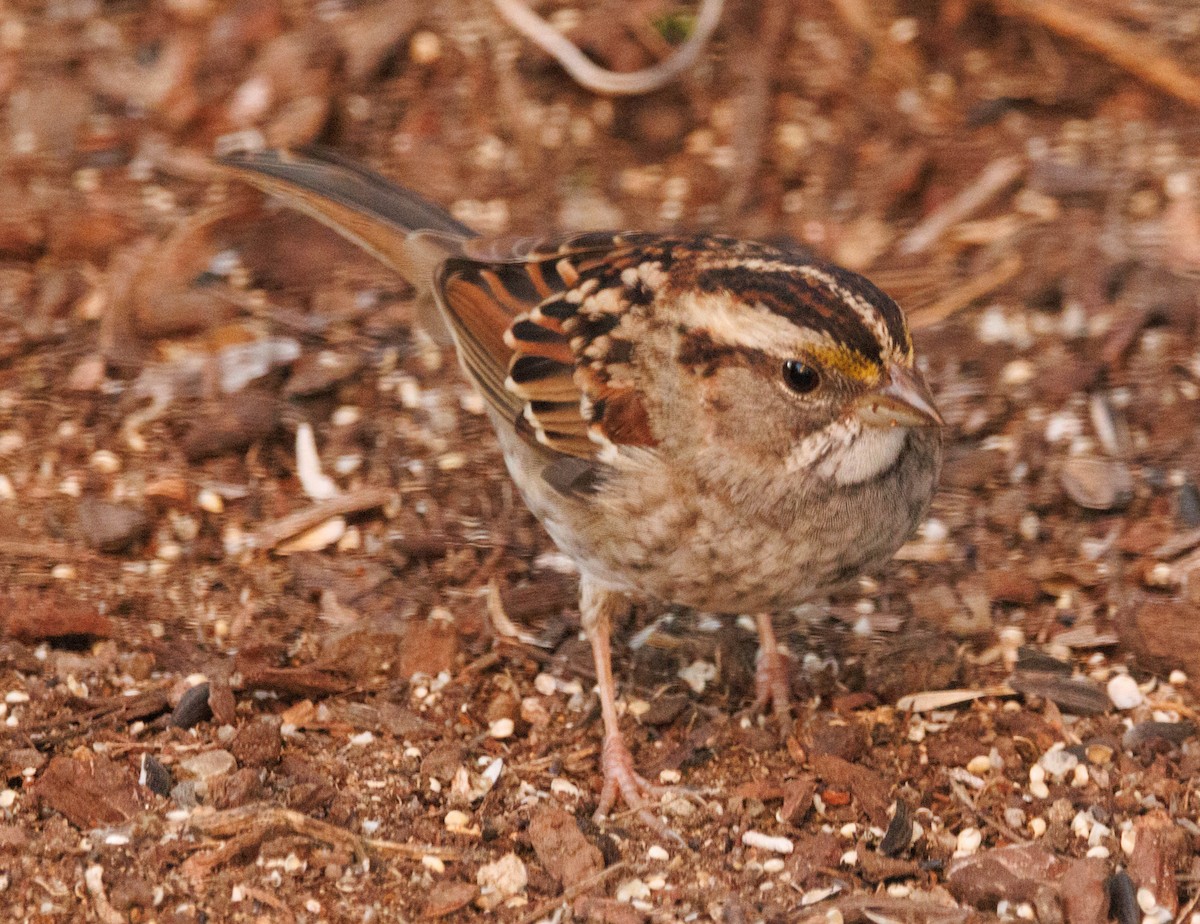 White-throated Sparrow - ML646613137