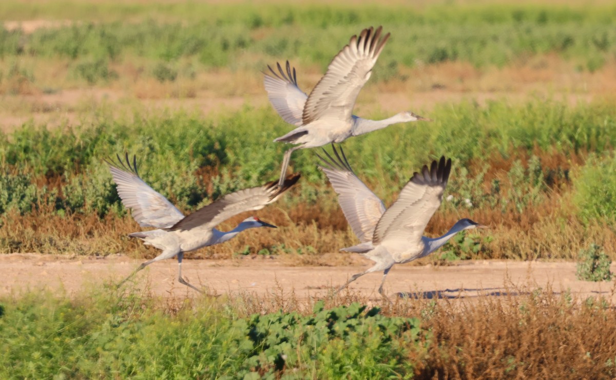 Sandhill Crane - ML646613139