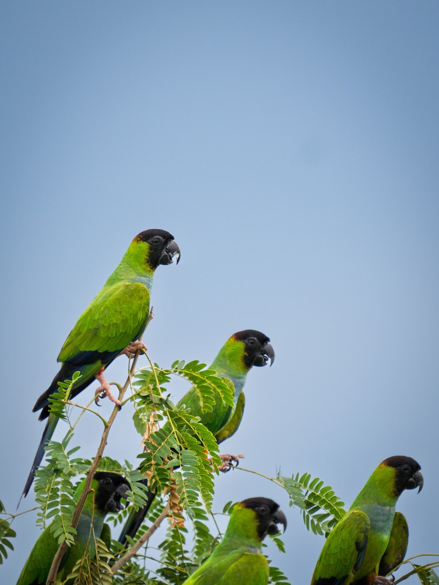 Nandaysittich - ML646613141