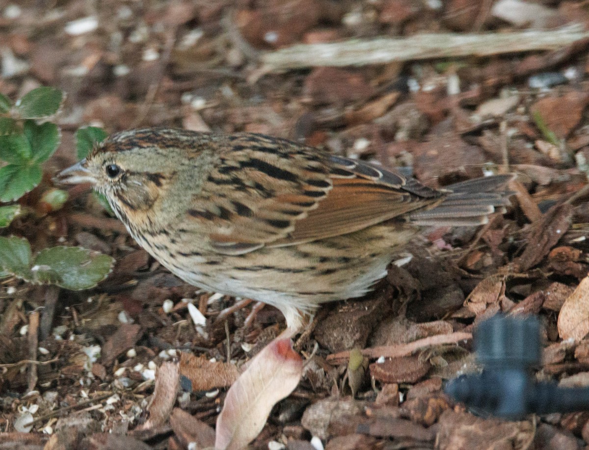Lincoln's Sparrow - ML646613142