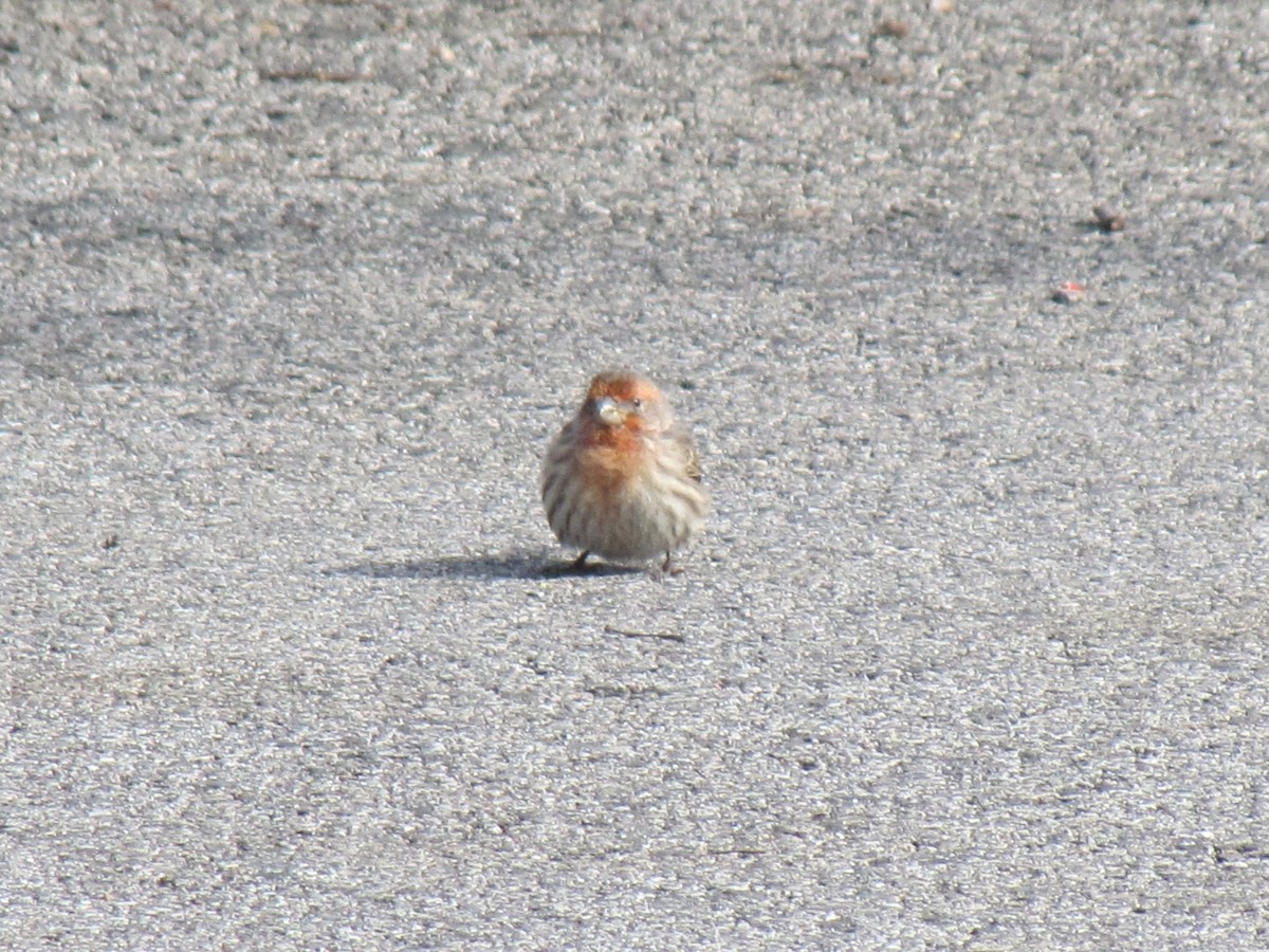 House Finch - ML646613143