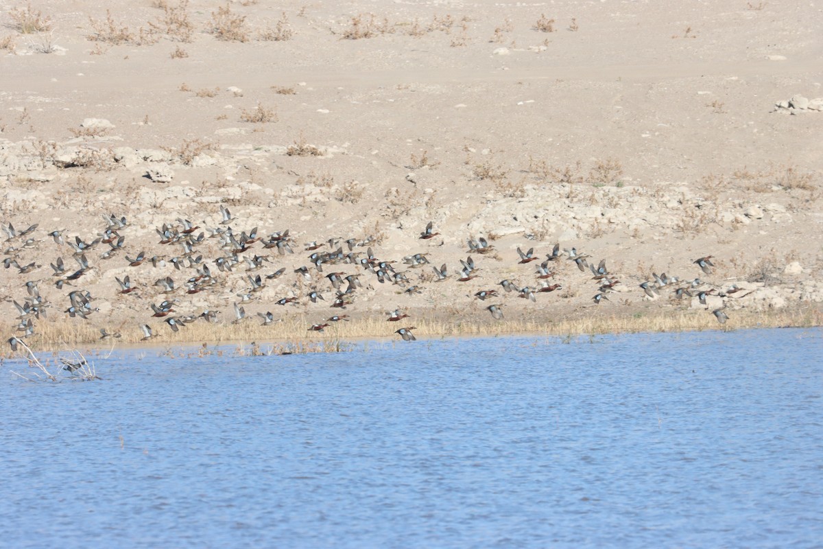 Blue-winged/Cinnamon Teal - ML646613144