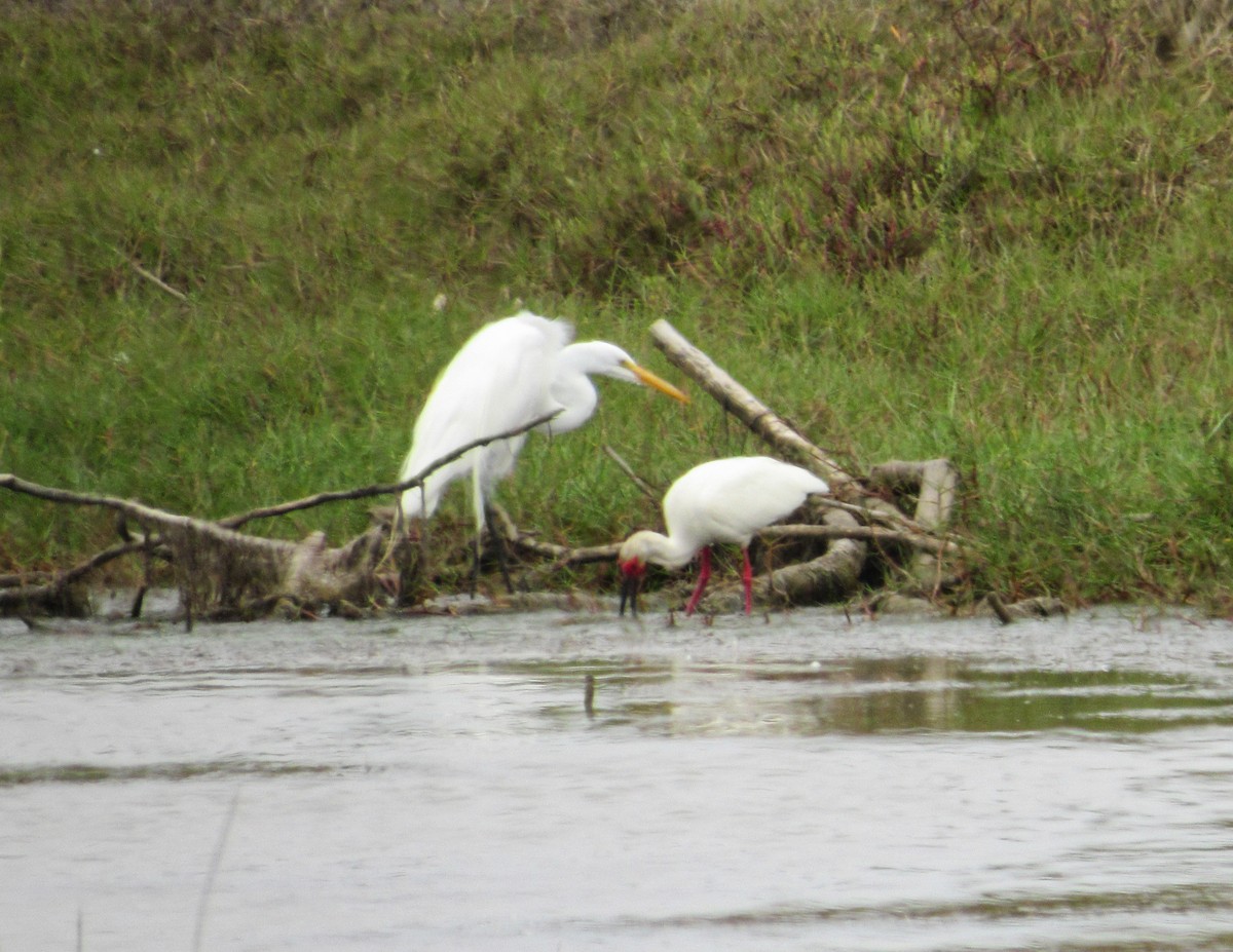 White Ibis - ML646613145