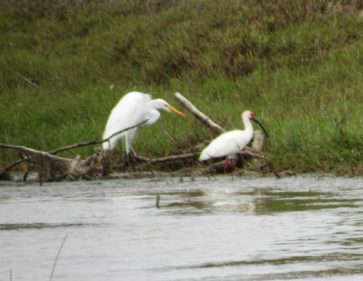 White Ibis - ML646613146