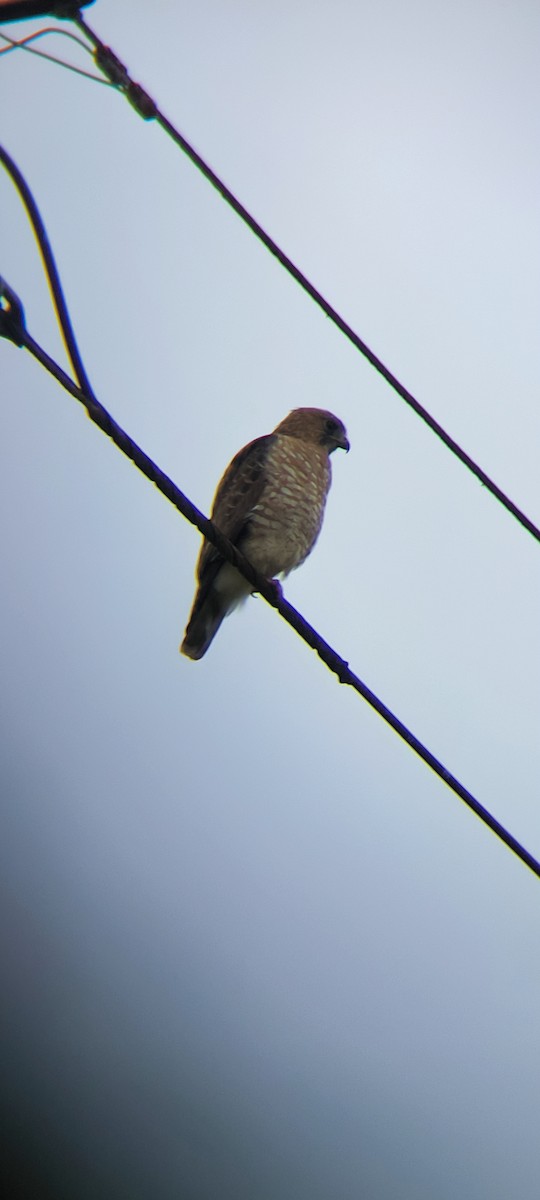 Broad-winged Hawk - ML646613148
