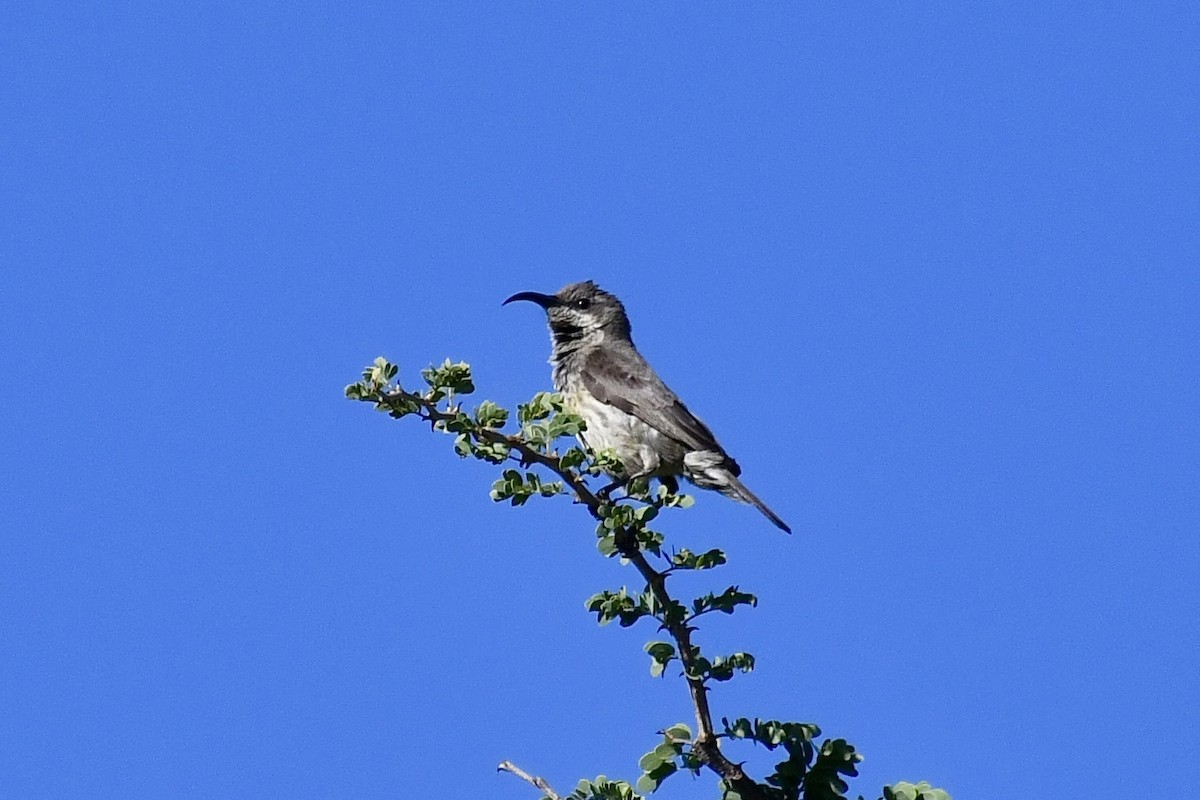 Marico Sunbird - ML646613149