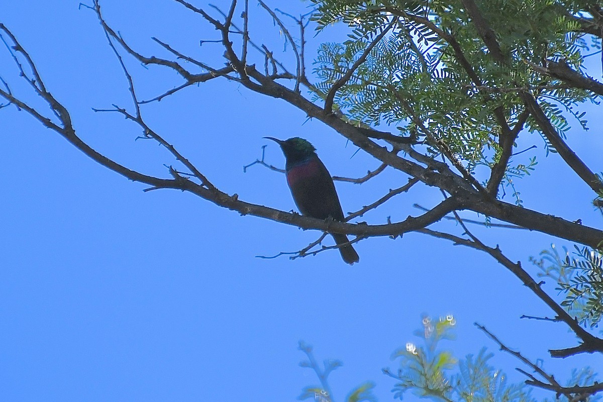 Marico Sunbird - ML646613150