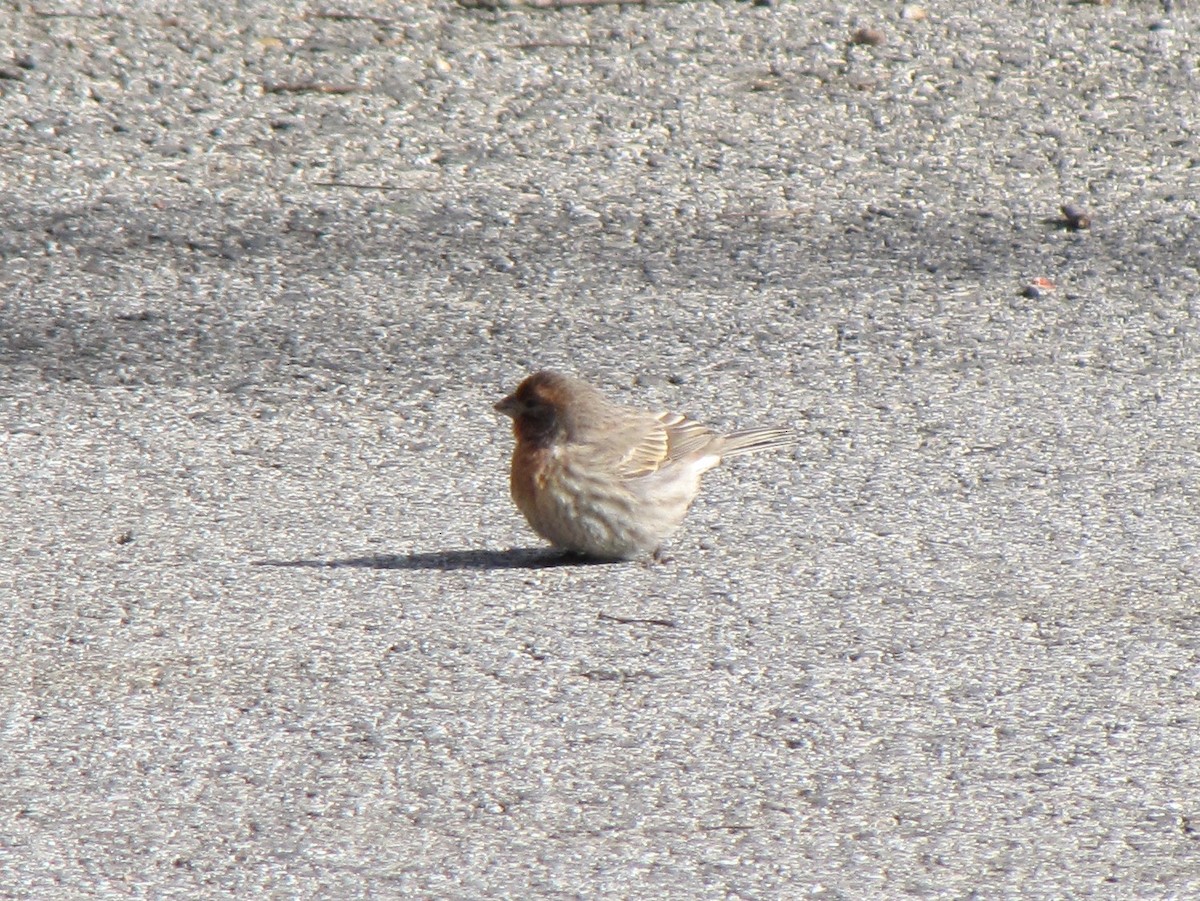 House Finch - ML646613153