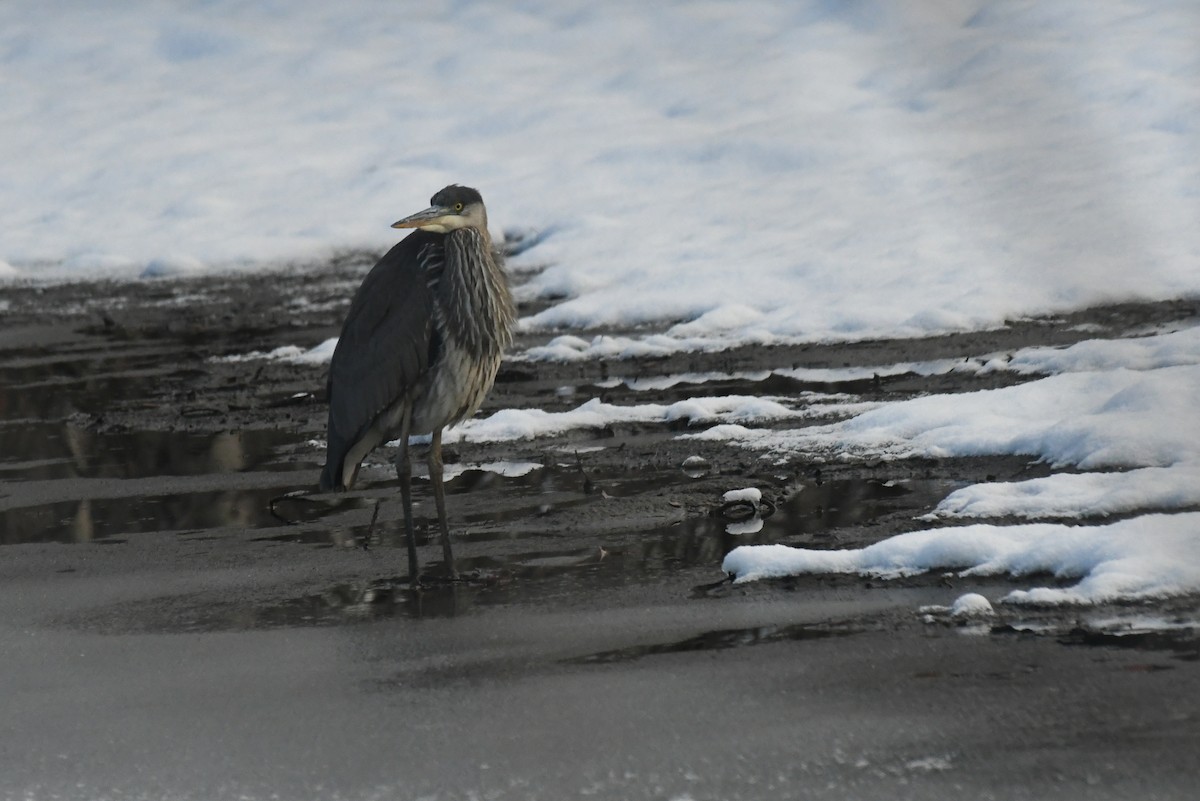 Чапля північна - ML646613154