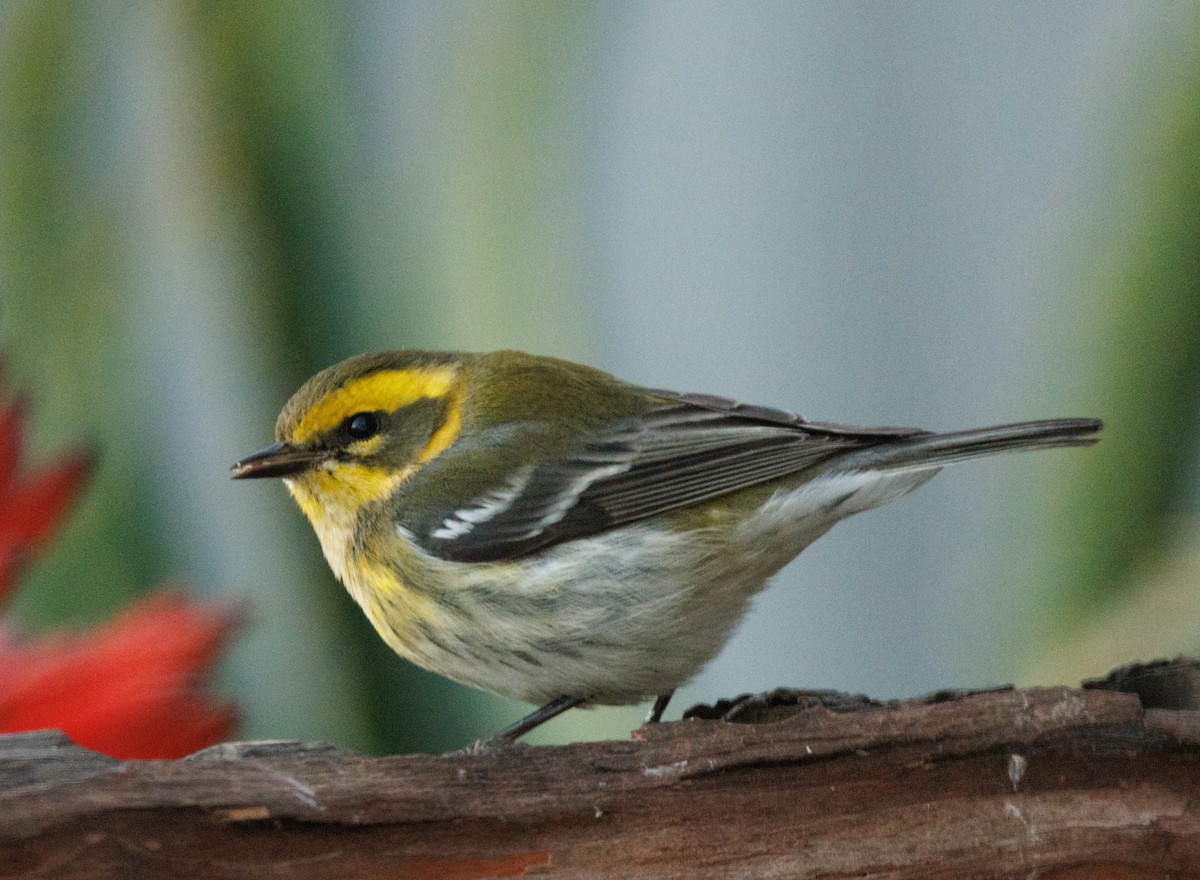 Townsend's Warbler - ML646613155