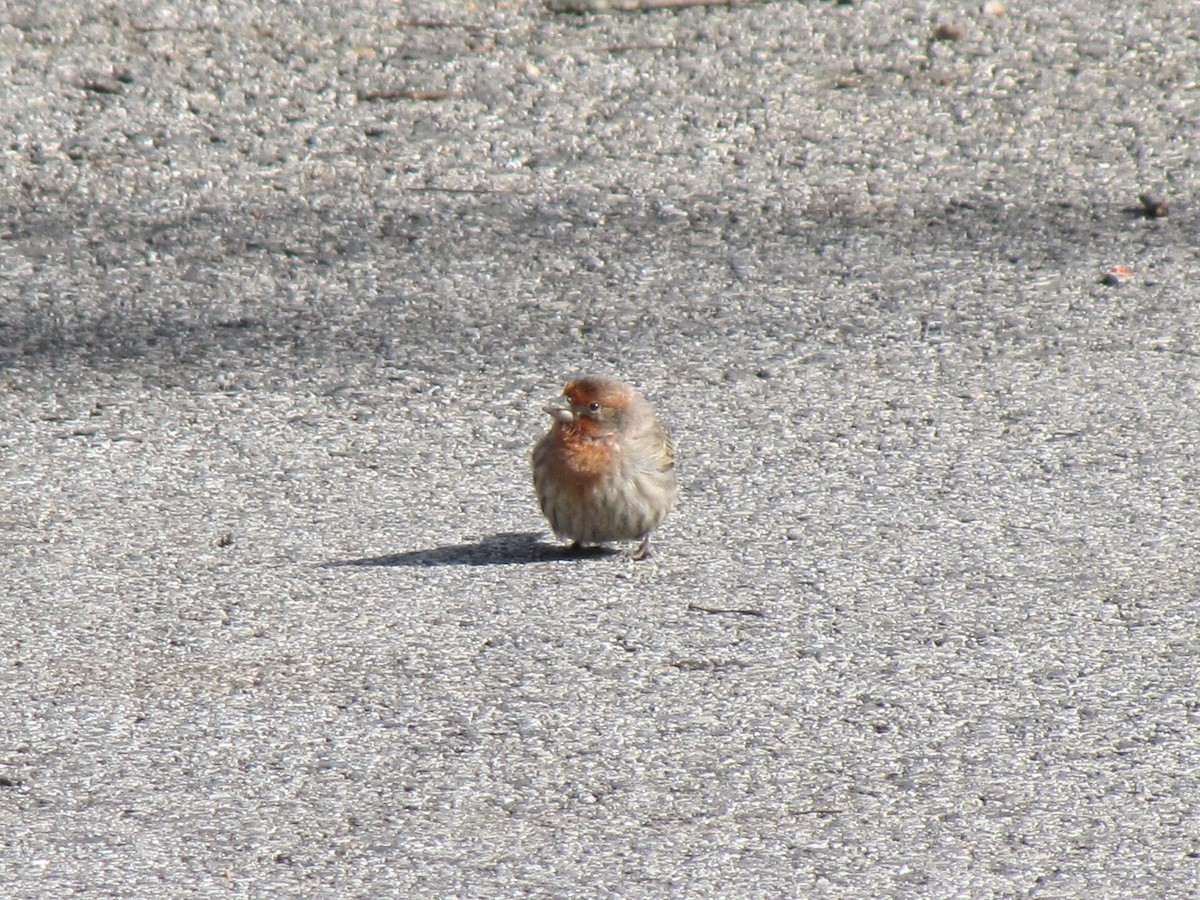 House Finch - ML646613157
