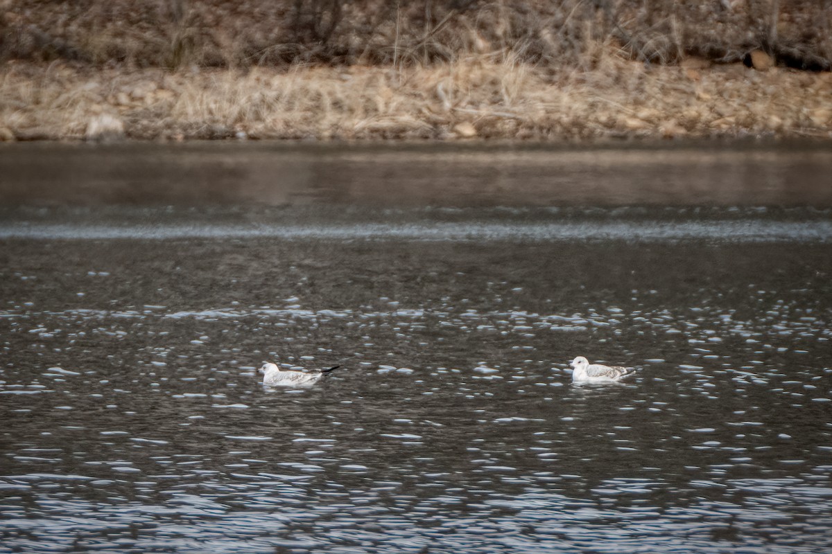 Ring-billed Gull - ML646613158