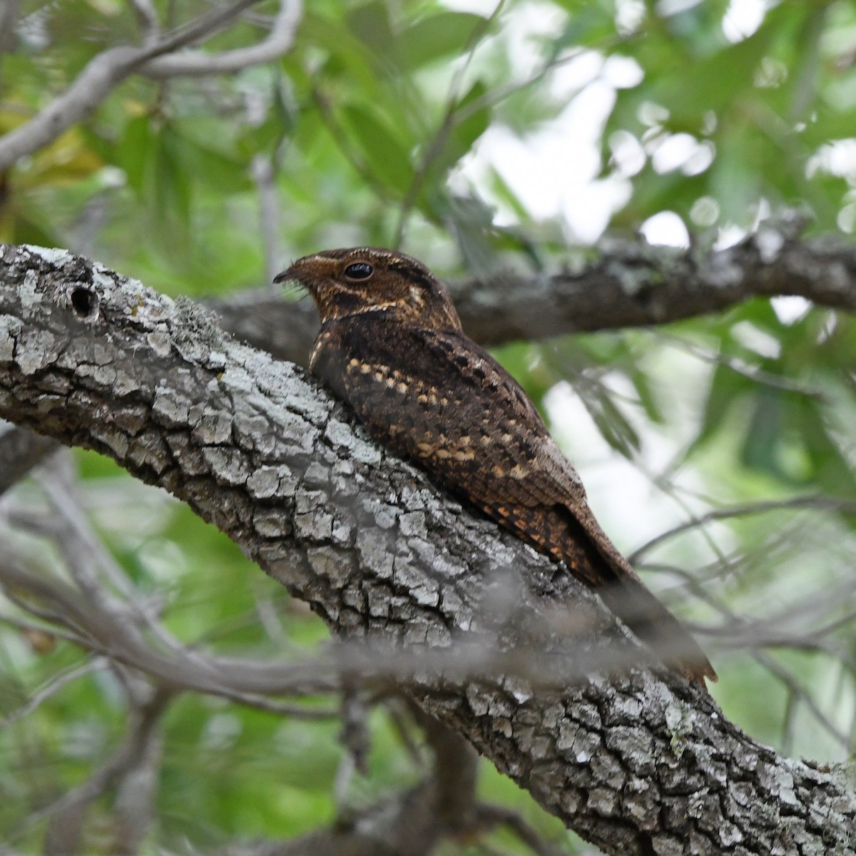 Chuck-will's-widow - ML646613161