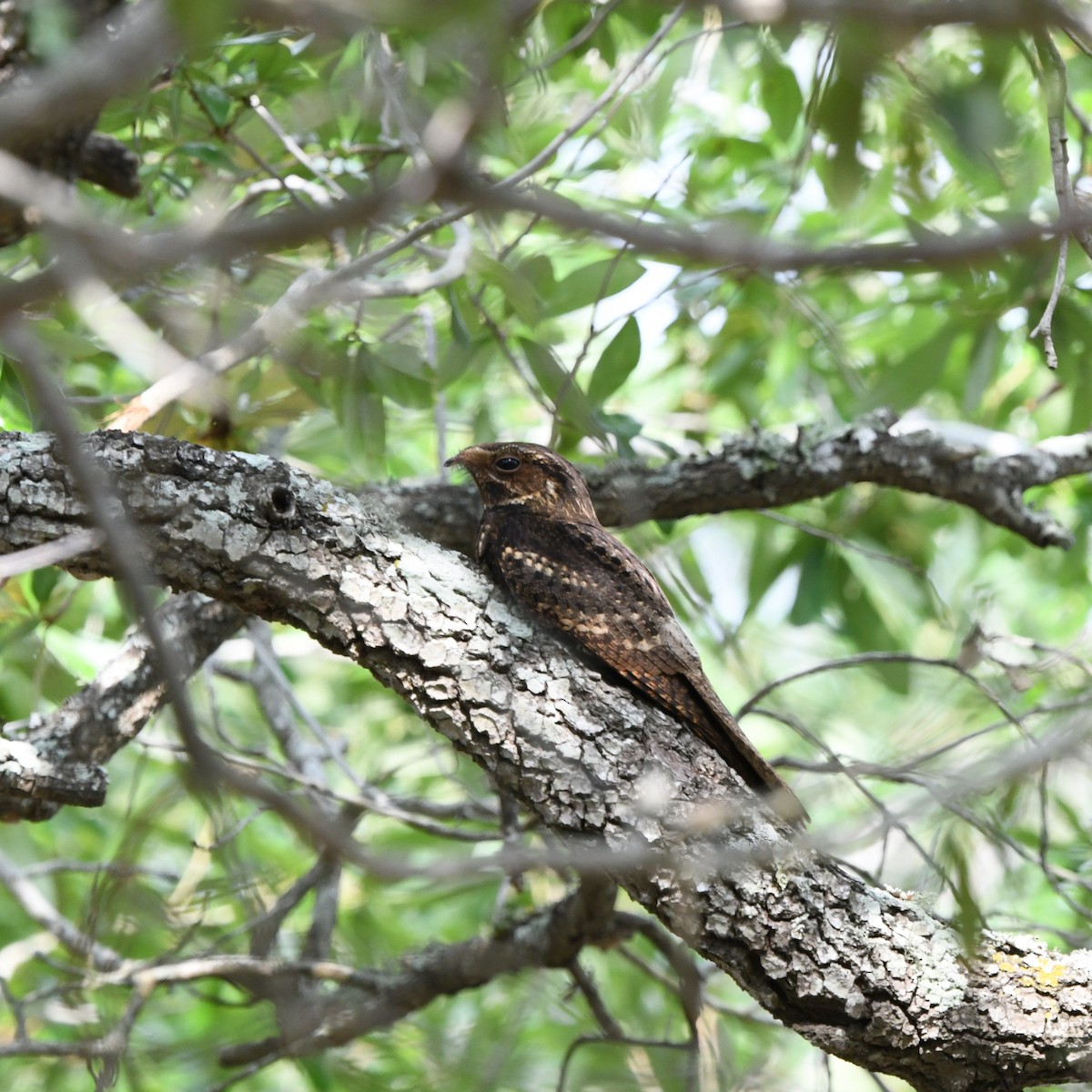 Chuck-will's-widow - ML646613162