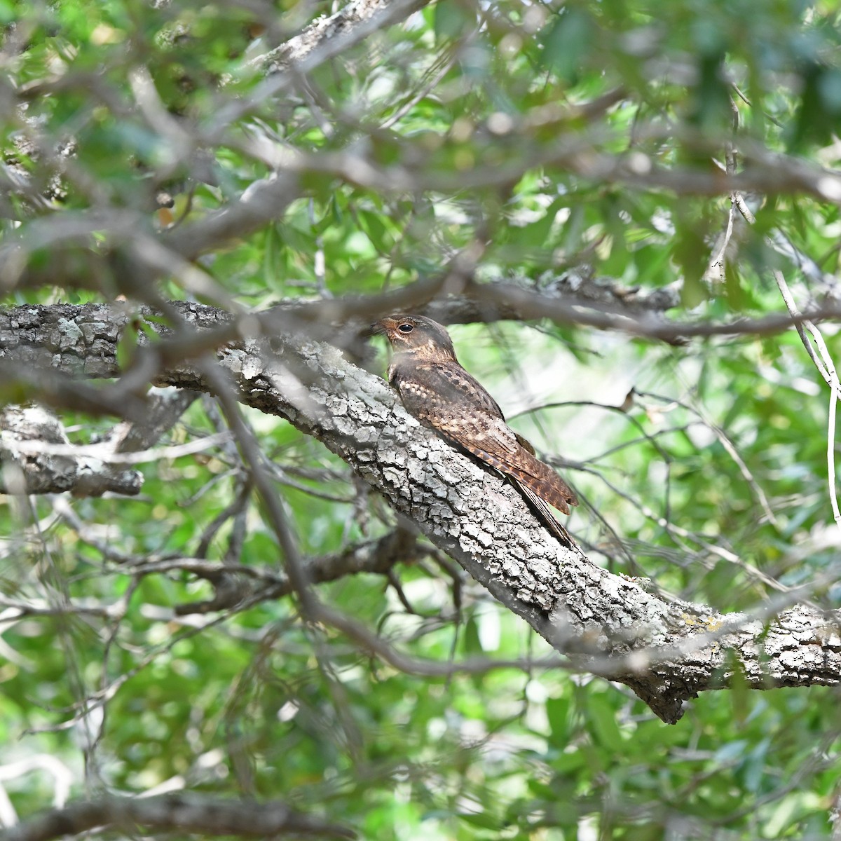 Chuck-will's-widow - ML646613164