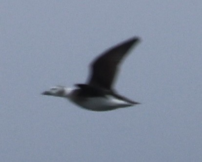 Harelde kakawi - ML646613167