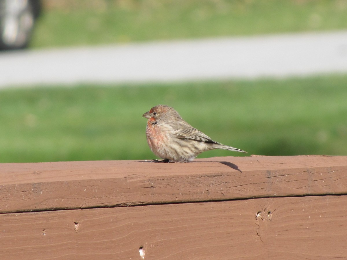 House Finch - ML646613168