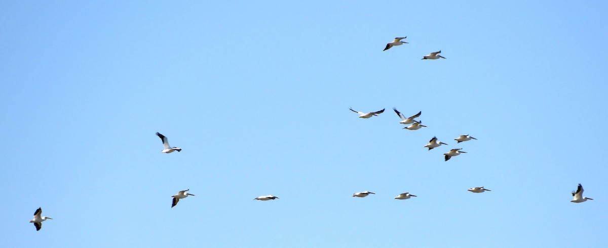 Nashornpelikan - ML646613169