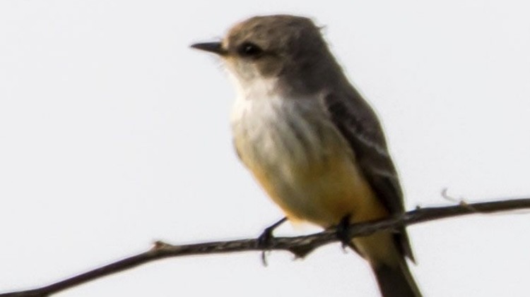 Vermilion Flycatcher - ML646613170