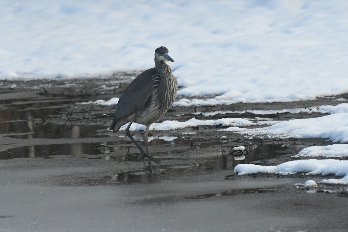 Чапля північна - ML646613172