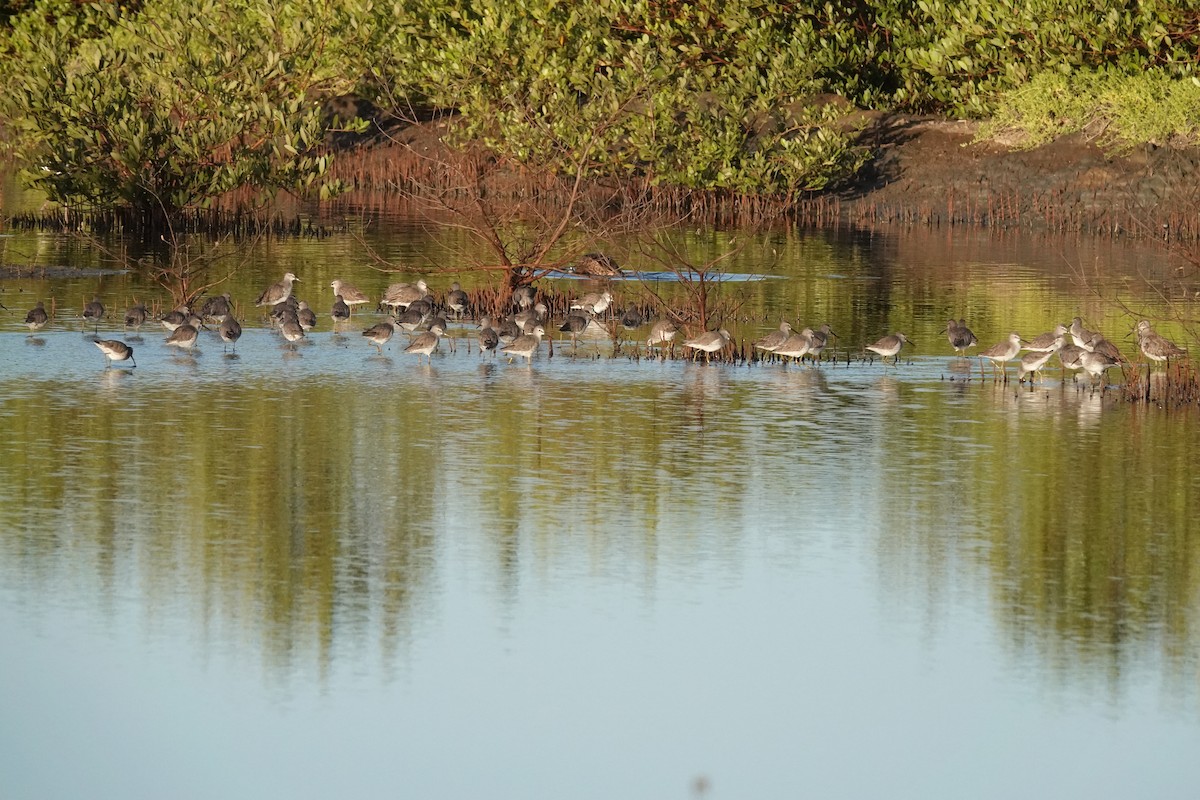Stilt Sandpiper - ML646613173