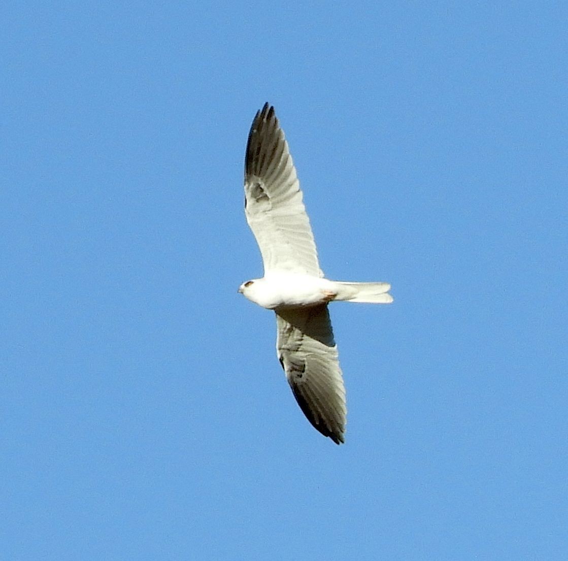 Weißschwanzaar - ML646613174