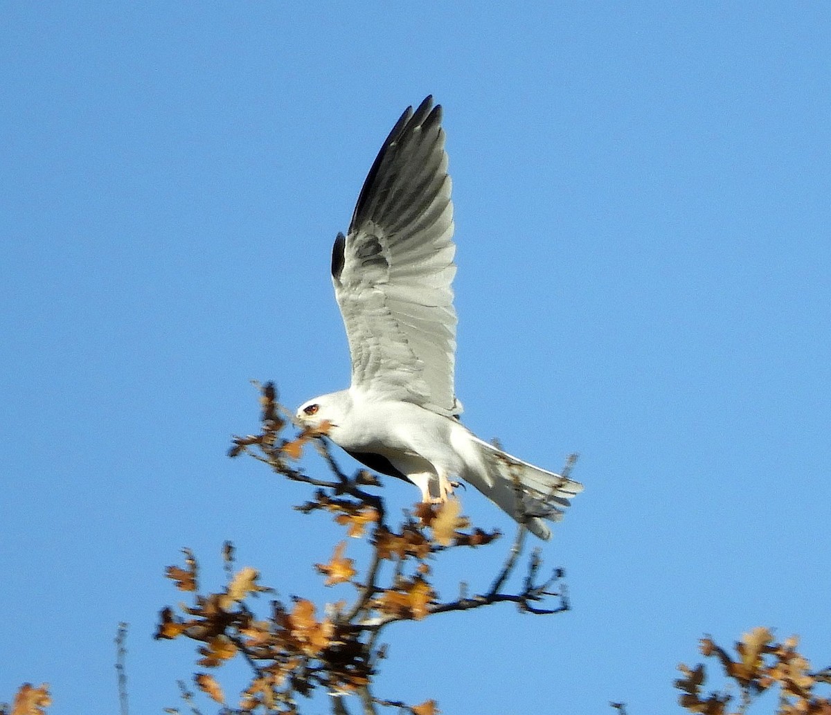 Weißschwanzaar - ML646613175