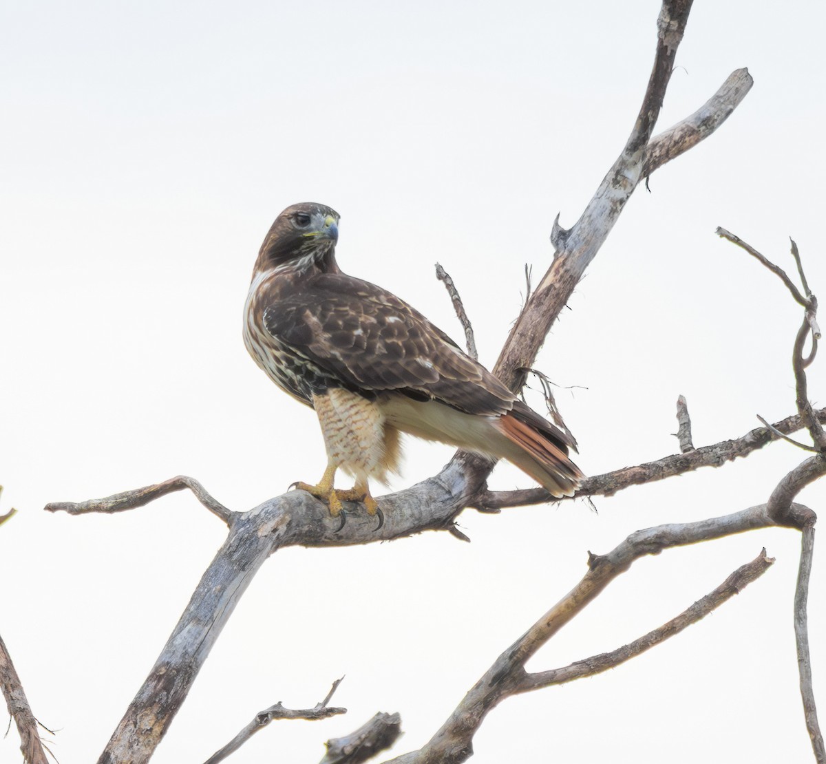 Red-tailed Hawk - ML646613177