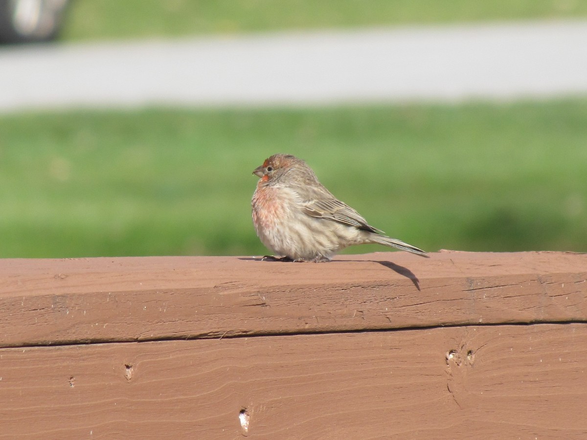 House Finch - ML646613179