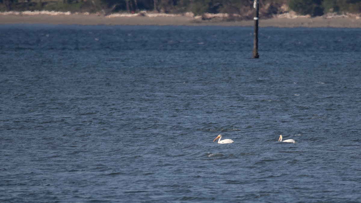American White Pelican - ML646613181