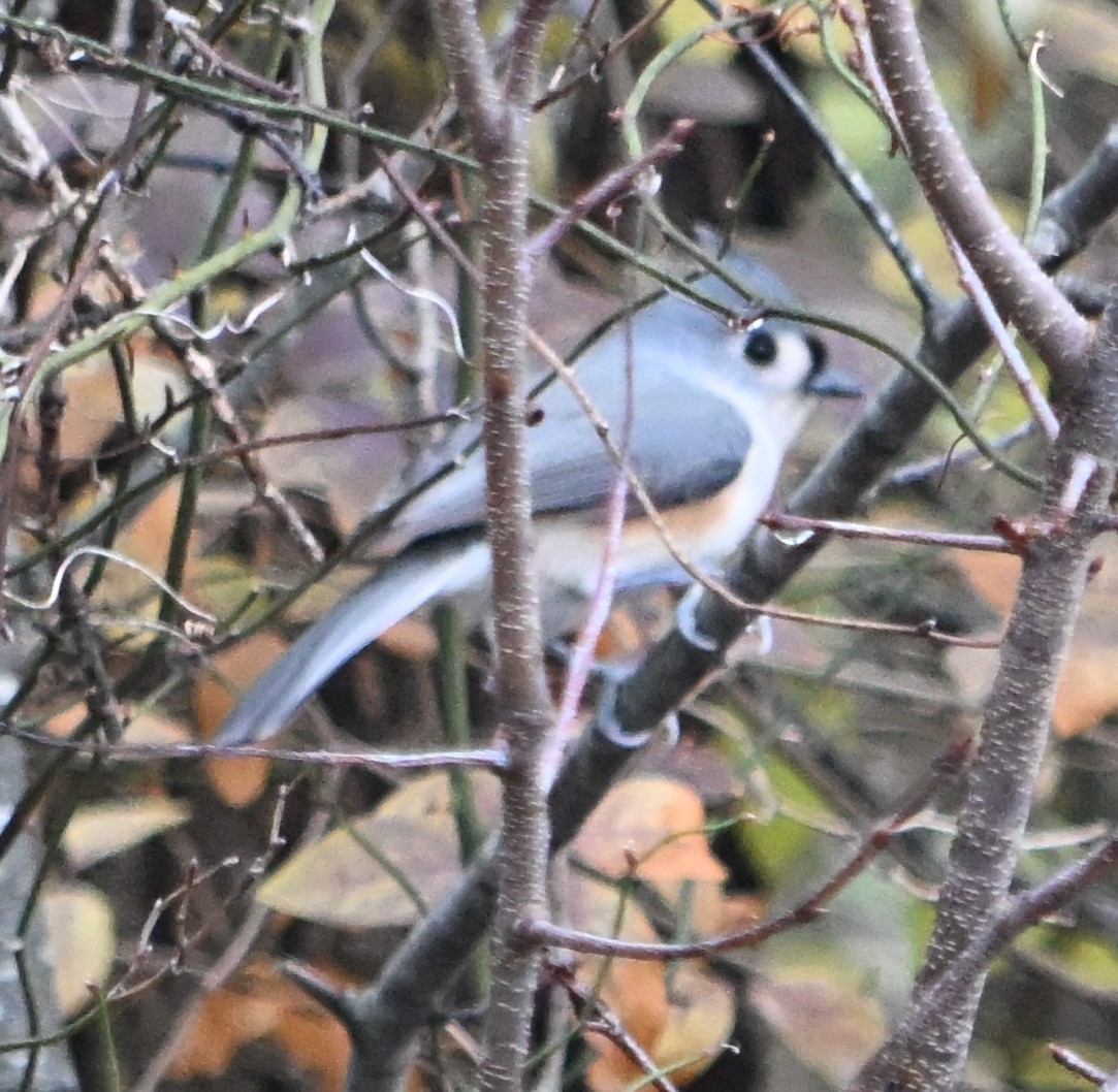 Tufted Titmouse - ML646613182