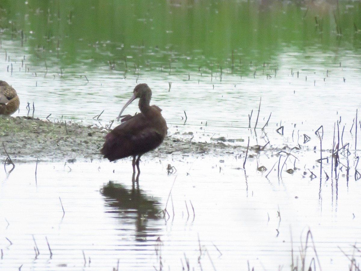 Beltzaran musuzuria - ML646613183