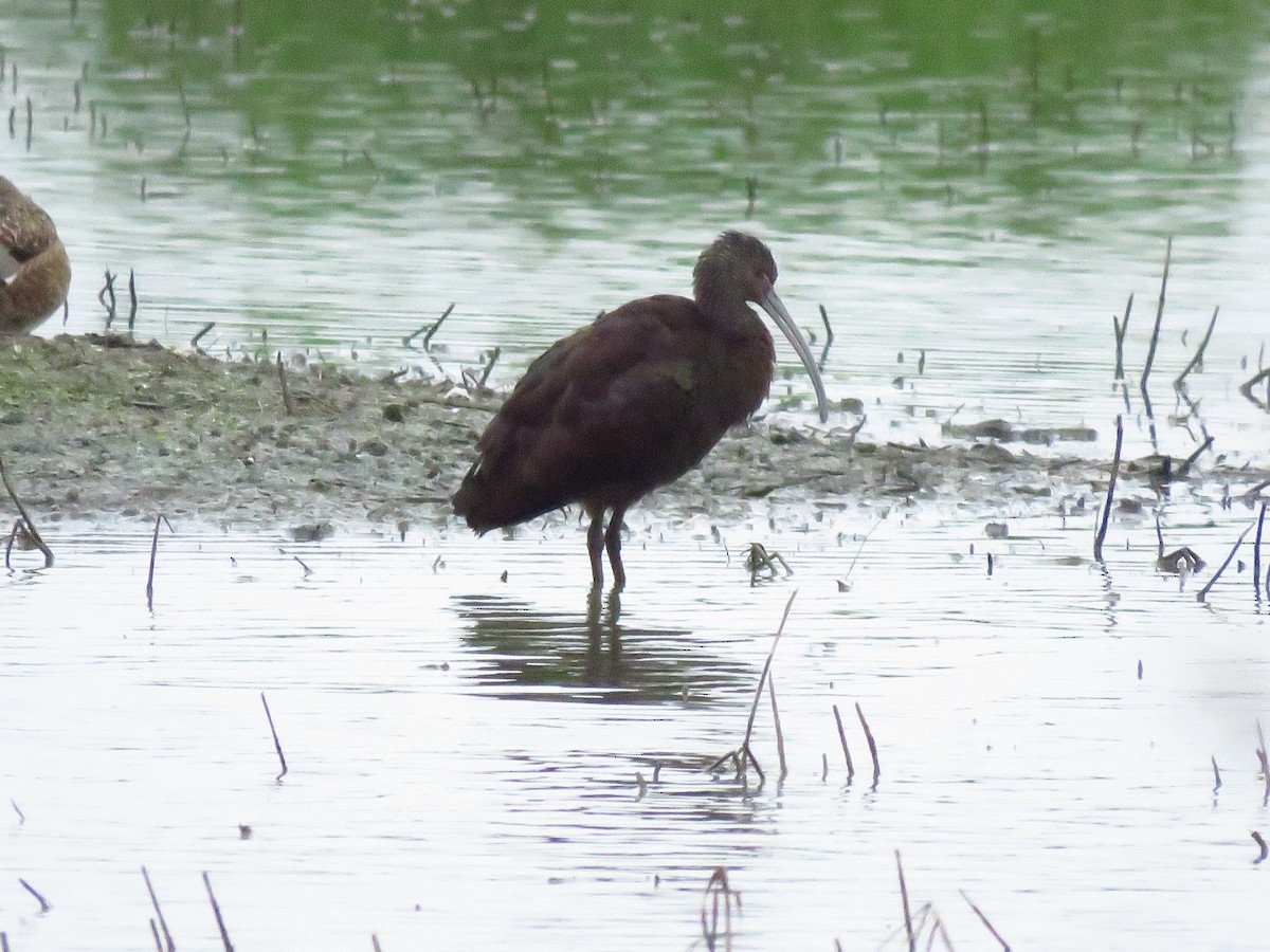 Beltzaran musuzuria - ML646613184