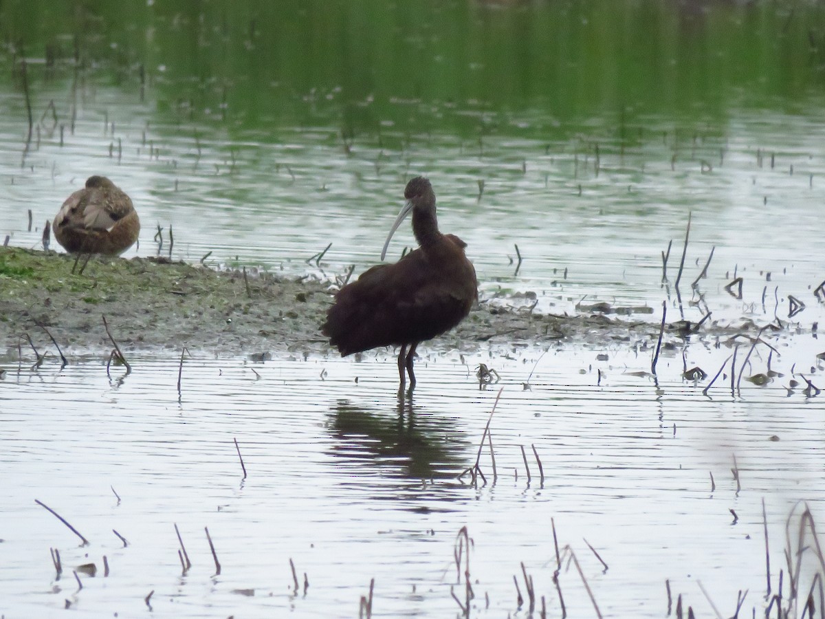 Beltzaran musuzuria - ML646613185