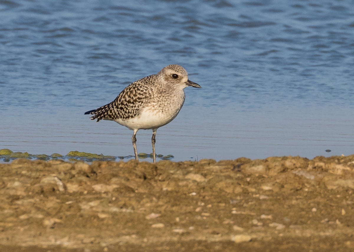 Txirri grisa - ML646613187