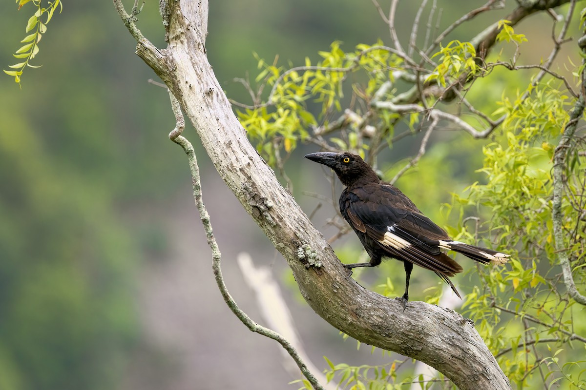 Pied Currawong - ML646613191