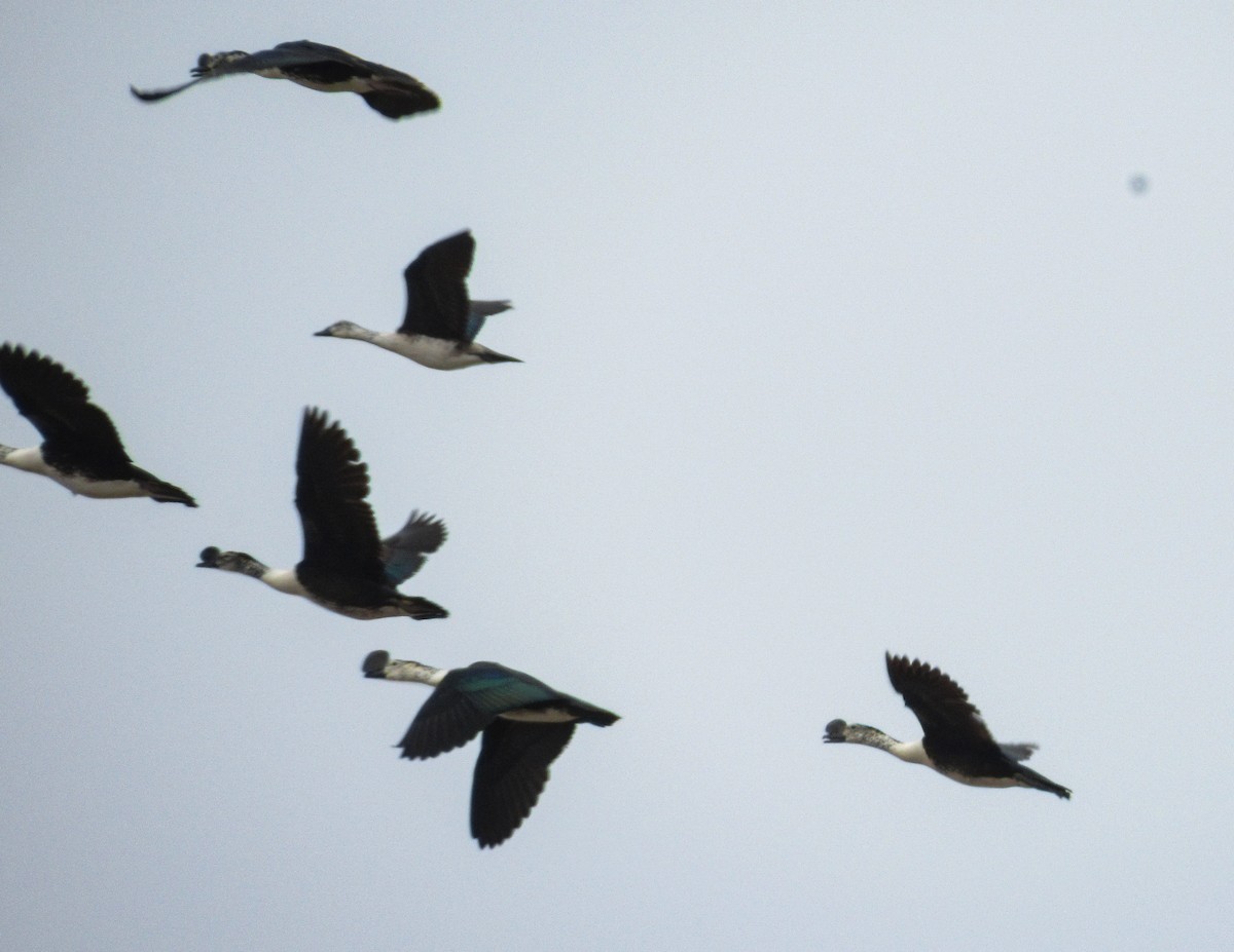 Comb Duck - ML646613199