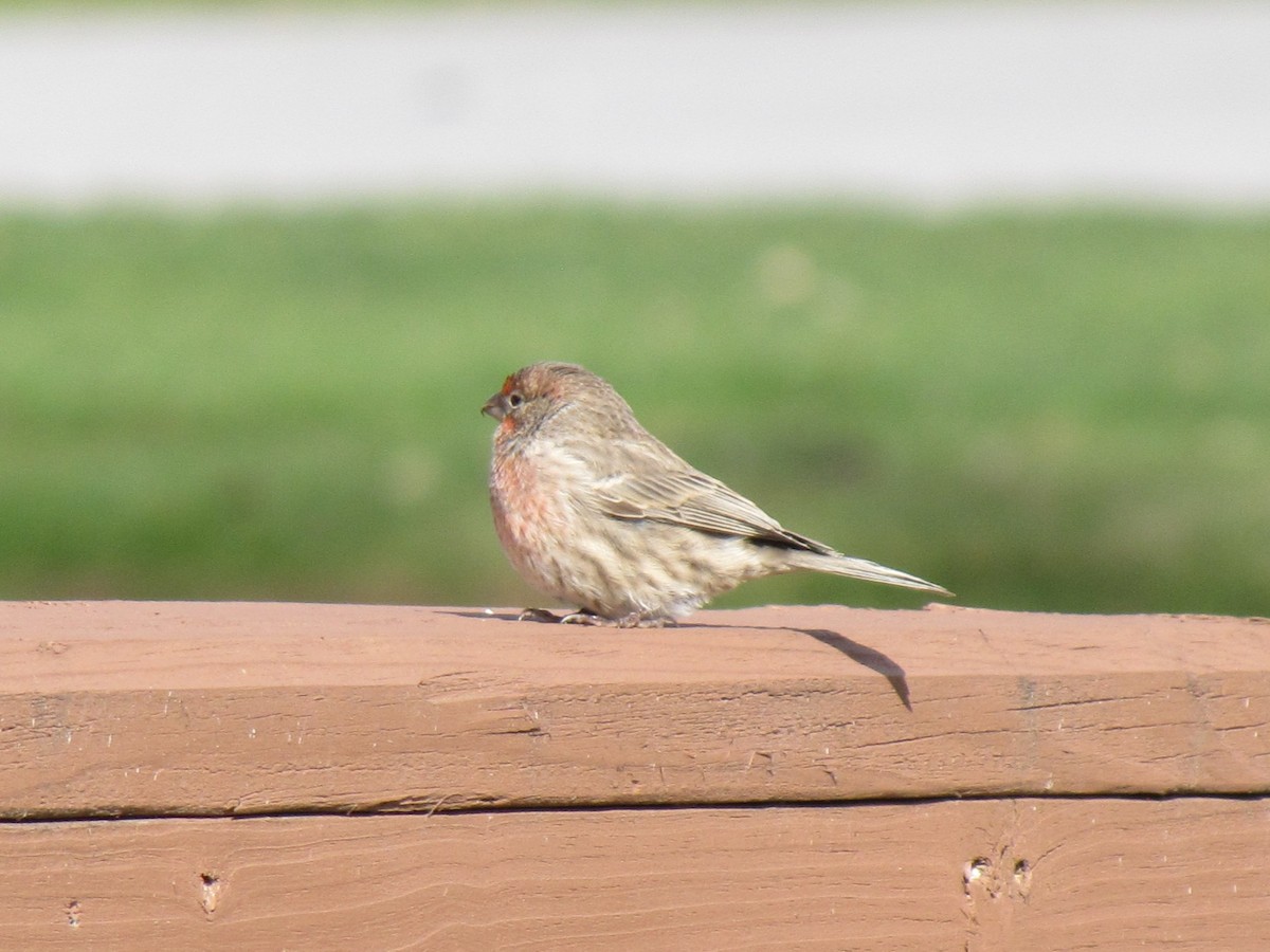 House Finch - ML646613200