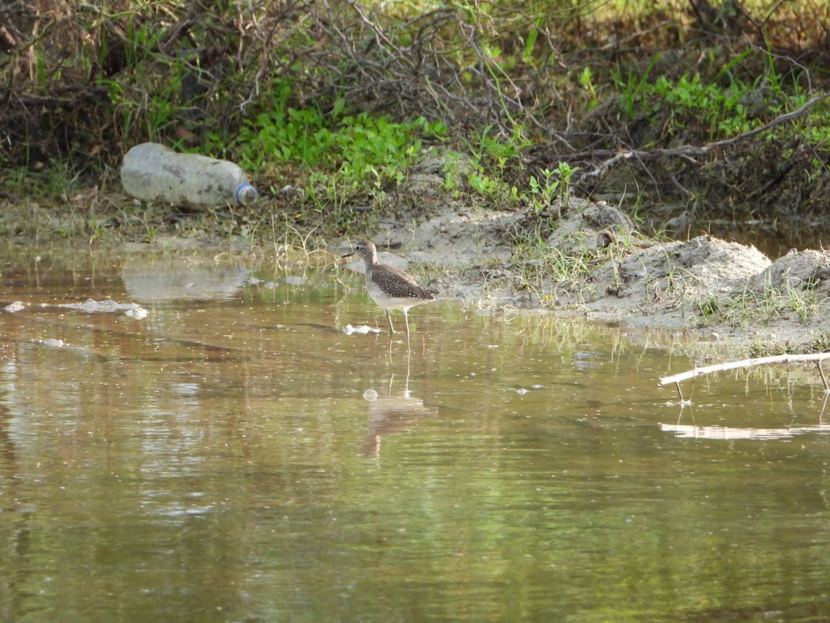 Wood Sandpiper - ML646613201