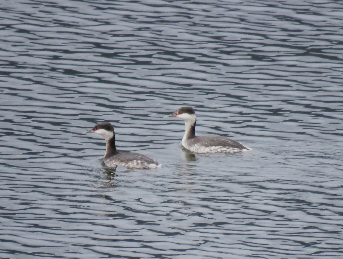 Horned Grebe - ML646613203