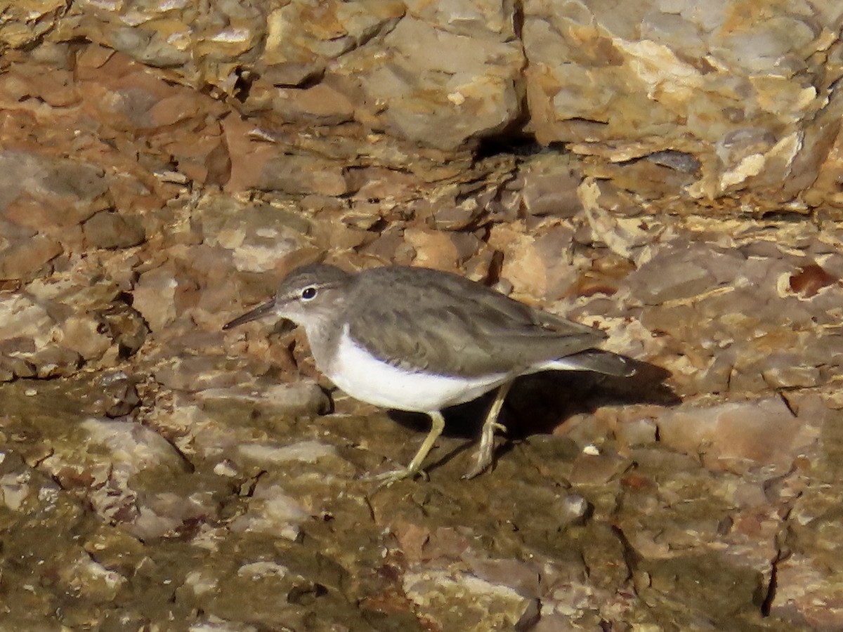 Spotted Sandpiper - ML646613205