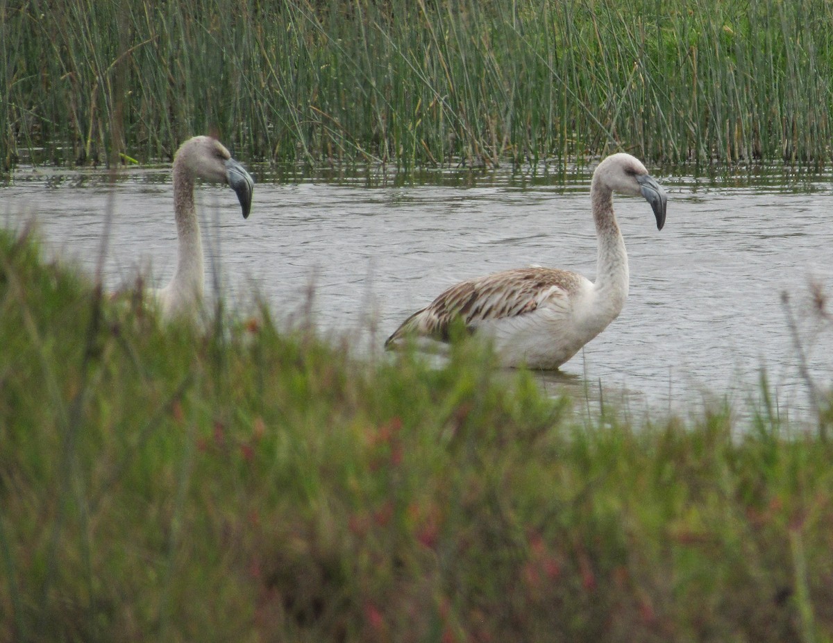 Chilean Flamingo - ML646613206