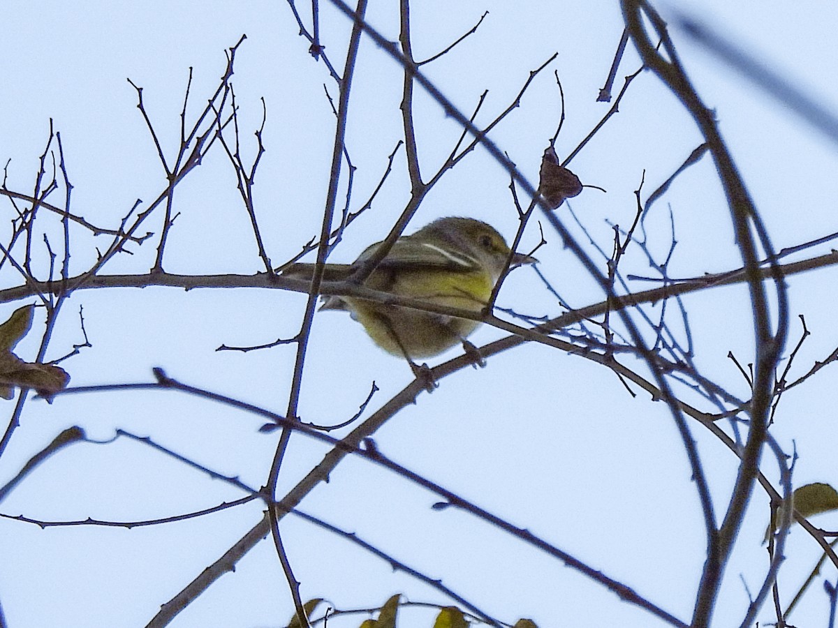 White-eyed Vireo - ML646613207