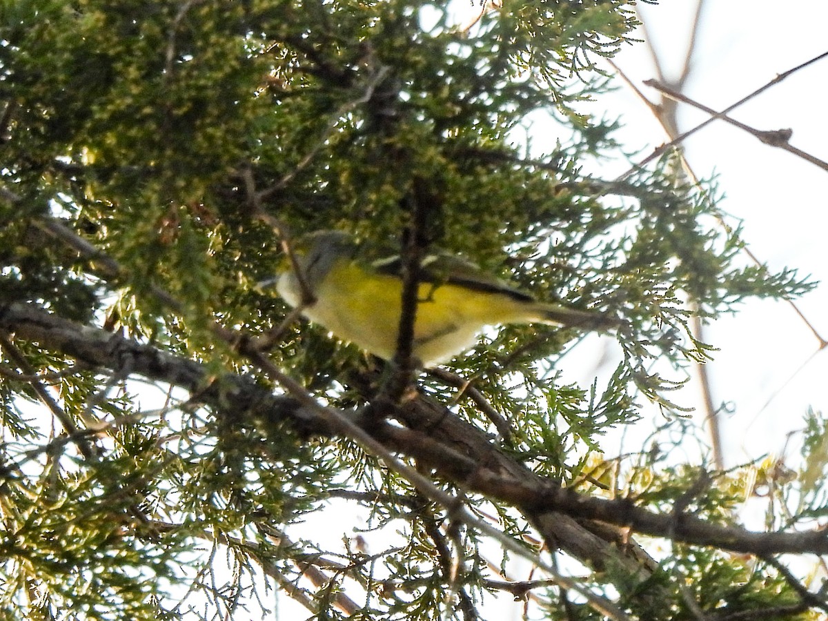 White-eyed Vireo - ML646613208