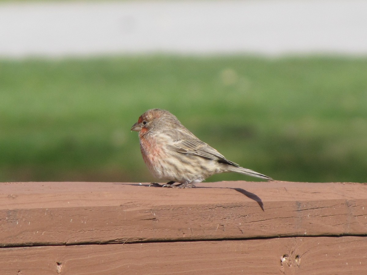 House Finch - ML646613211